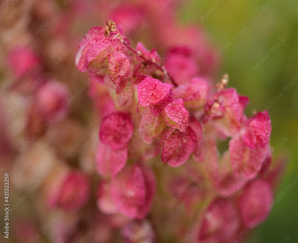 Flora of Gran Canaria - Rumex vesicarius, Ruby dock, natural macro floral background Flora of Gran Canaria - Rumex vesicarius, Ruby dock, natural macro floral background