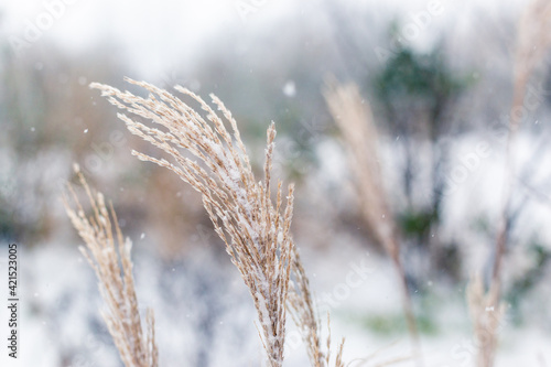 Reeds in the snow