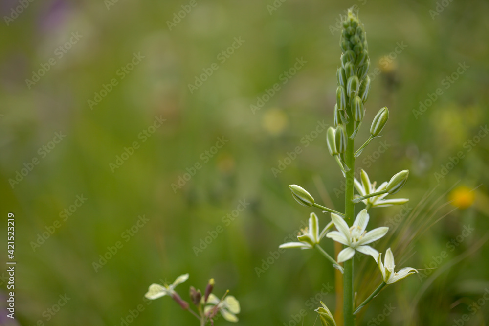 Flora of Gran Canaria -  Ornithogalum narbonense, Narbonne star-of-Bethlehem natural macro floral background
