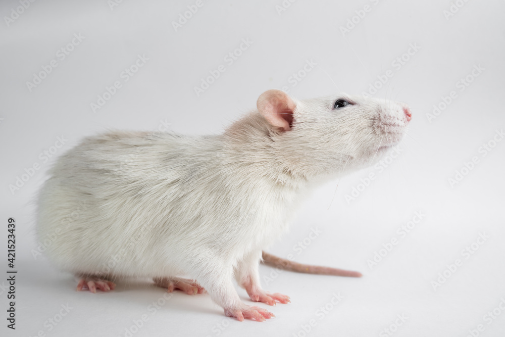 Decorative rat on white background Decorative rat on white background