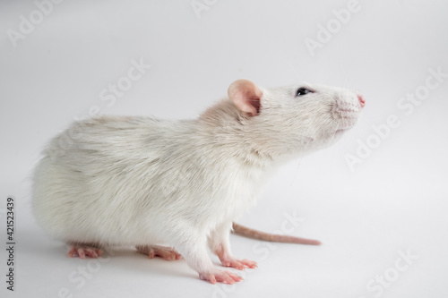 Decorative rat on white background