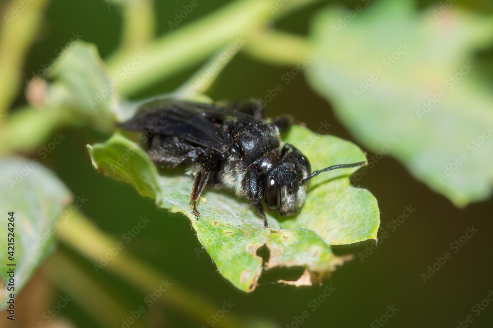 The mining bee (lat. Andrena), of the family Andrenidae. The mining bee (lat. Andrena), of the family Andrenidae.