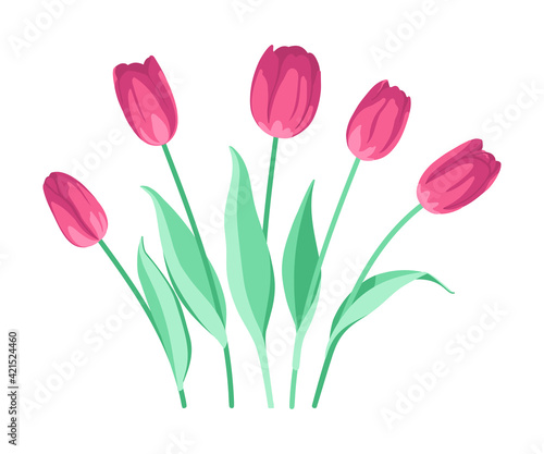 Vector set of pink tulips. Flowers are isolated on a white background. Spring floral card.