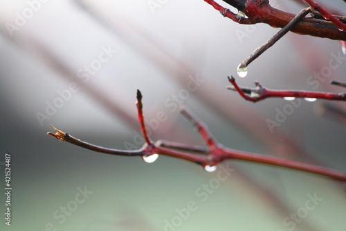 Canvas-taulu Droplets of water hanging from twigs on a tree