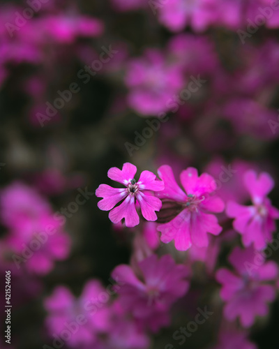 purple flowers in garden