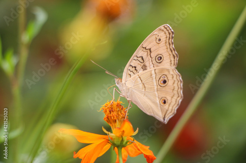 Nature view of butterfly on yellow flower in garden using as natural background 