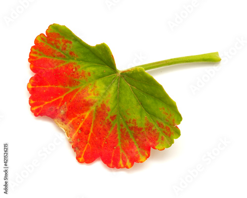 Pelargonium leaf damaged and reddened by frost, isolated on white background photo