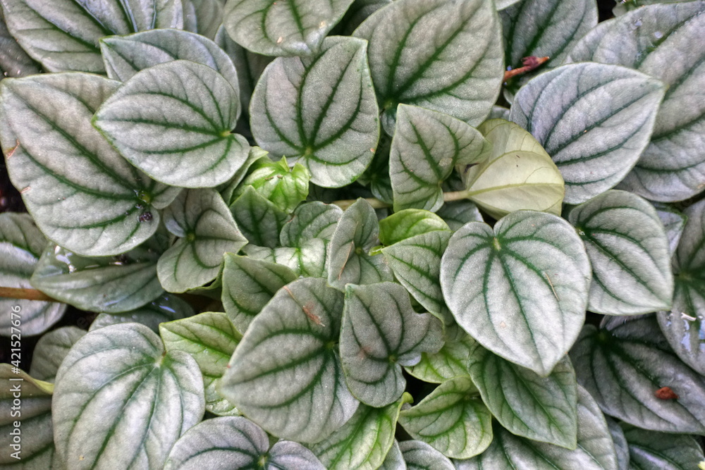 Obraz premium Green leaves of Emerald-Ripple Peperomia 'Silver Ripple' plant