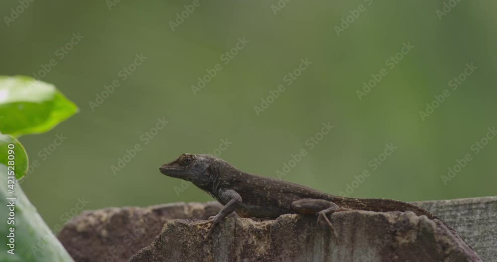 A small lizard on a wooden fence on a green blurry background A small lizard on a wooden fence on a green blurry background