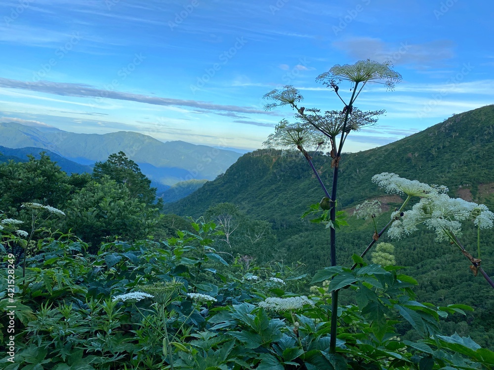 Obraz premium 山の上から見た景色