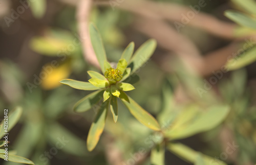 Flora of Gran Canaria -  small green yellow flowers of Euphorbia regis-jubae, King Juba's Euphorbia, spurge native to Canary Islands