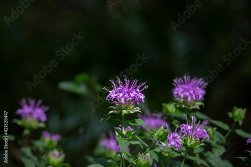 Purple Blooms