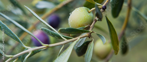 Pink oliv tree in an olive grove with ripe olives on the branch ready for harvest. photo