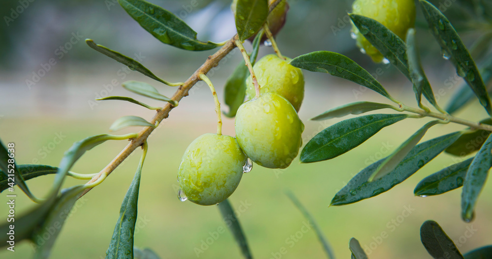 Green oliv tree in an olive grove with ripe olives on the branch ready for harvest. Green oliv tree in an olive grove with ripe olives on the branch ready for harvest.