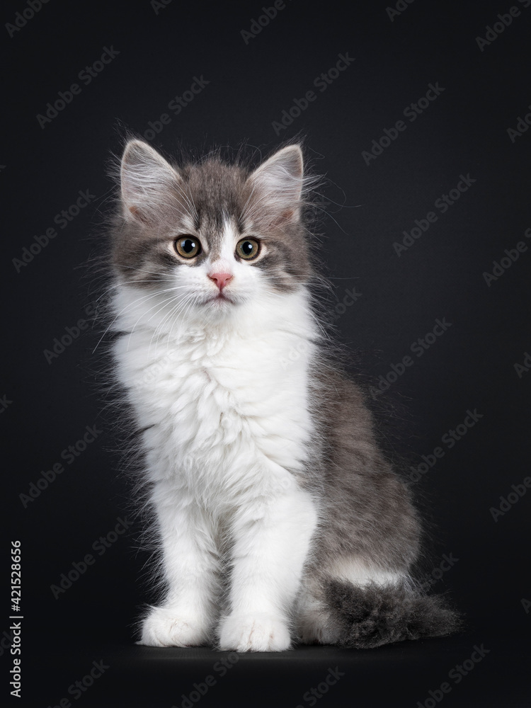 Cute blue and white Siberian cat kitten, sitting facing front. Looking side ways. Isolated on black background.