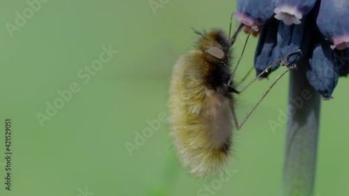 Honey Bee on a flower slow motion Red Dragon camera MACRO footage. Flower nectar and bee.