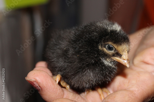 cute black little chicken in the palm of your hand