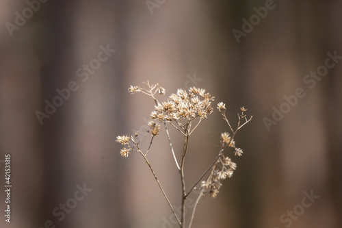 Bouquet of Dried Weeds