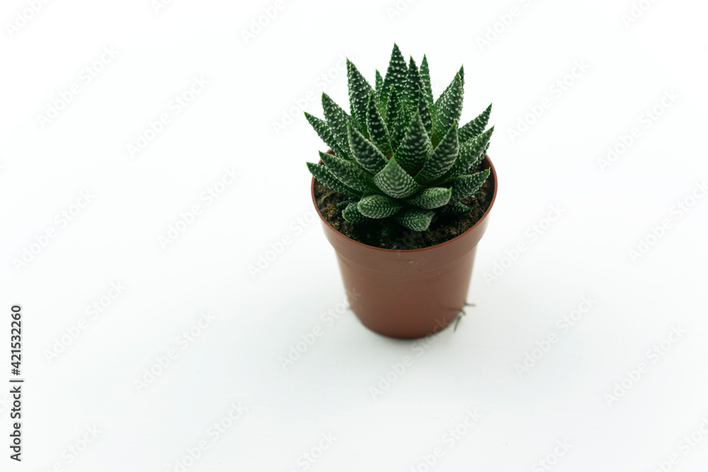 An isolated pot of Haworthia flower made of concrete stands on the table in a modern kitchen An isolated pot of Haworthia flower made of concrete stands on the table in a modern kitchen