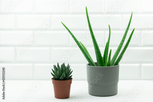 A pot of Haworthia flower and a potted aloe vera stand on the table in a modern kitchen