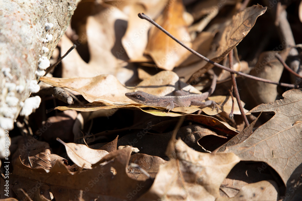 Fototapeta premium Brown-Phase Anole