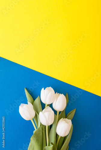 Fototapeta Naklejka Na Ścianę i Meble -  Bouquet of white tulips flowers on a mixture of yellow and blue background. Spring concept life style. Flowers arrangement with copy space.