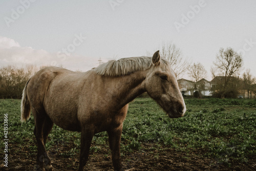 Horse © Bruno