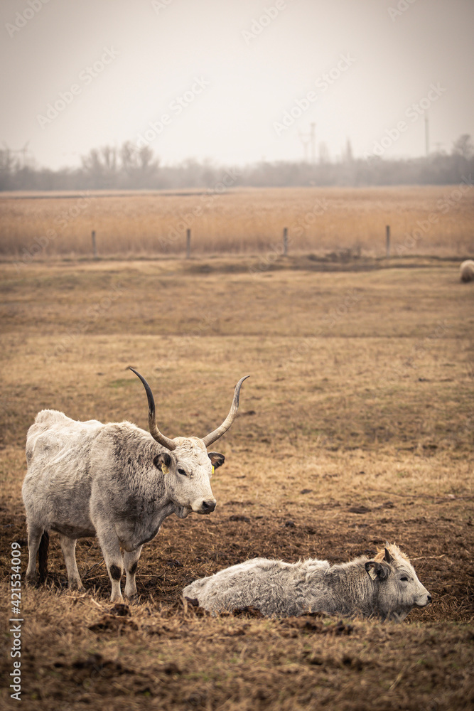 Fototapeta premium sheep
