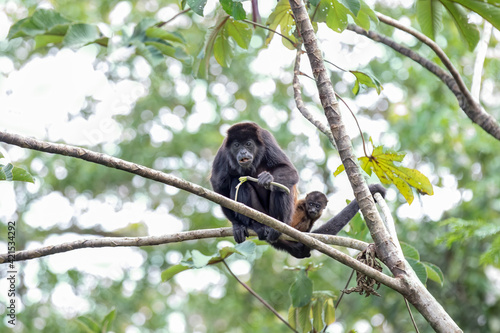 Photography Howler monkey and baby sitting on a branch in the tropical jungles of Costa Rica