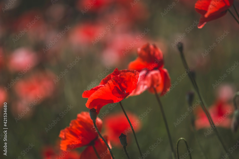 Obraz premium red poppy flowers