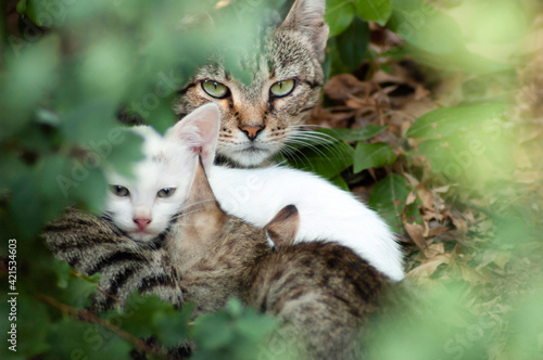 Stray cat with a litter of two kittens photo