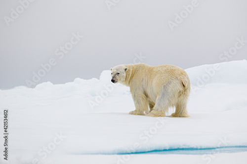 A curious male polar bear stands at the water's edge in the Arctic