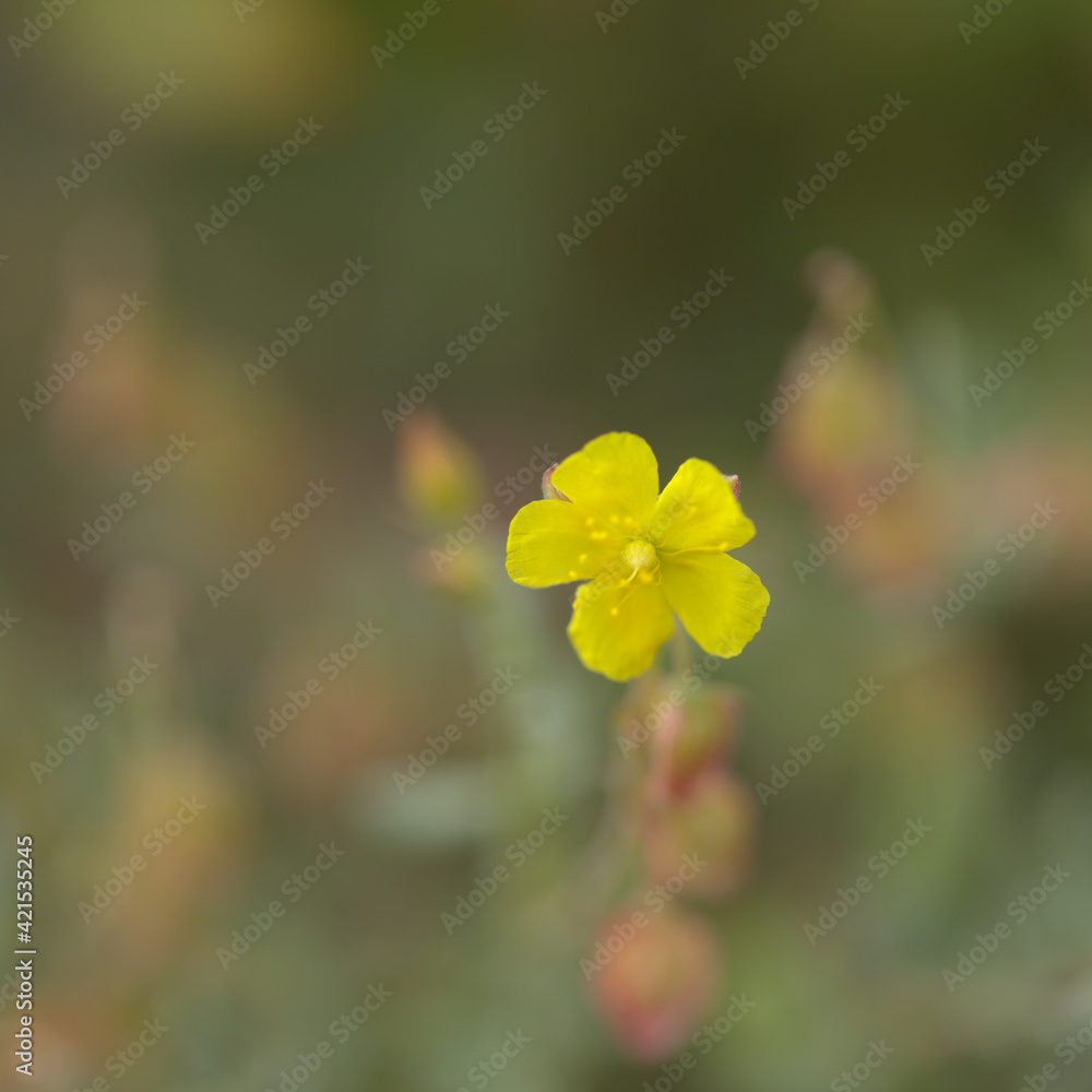 Flora of Gran Canaria - Helianthemum canariense, Canarian sunrose, native to Canary Islands, natural macro floral background
Flora of Gran Canaria - Helianthemum canariense, Canarian sunrose, native to Canary Islands, natural macro floral background