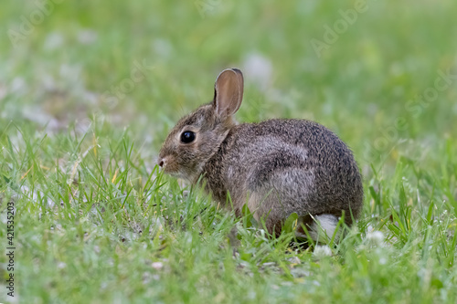 Closeup of an Eastern Cottontail Rabbit early morning on dewy grass in summer, Ottawa, Ontario, Canada