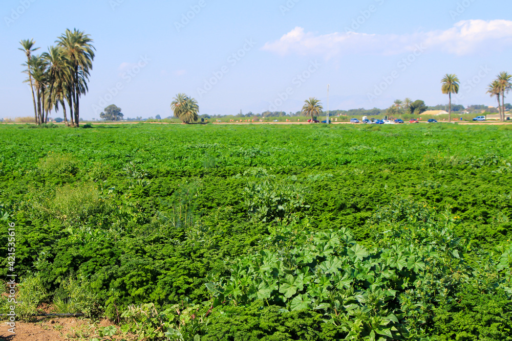 Fields planted with curly parsley in Spain