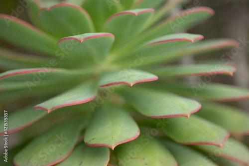 Flora of Gran Canaria -  Aeonium percarneum, succulent plant endemic to the island, natural macro floral background photo