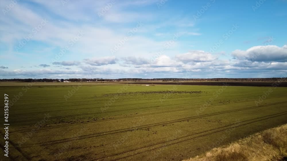 Aerial birdseye view green agricultural field with group of bean goose (Anser serrirostris) in sunny spring day, large flock taking off, high altitude wide angle drone shot moving forward Aerial birdseye view green agricultural field with group of bean goose (Anser serrirostris) in sunny spring day, large flock taking off, high altitude wide angle drone shot moving forward