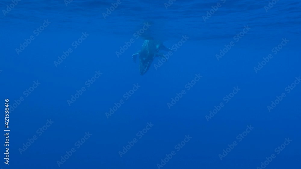 Young humpback whale - descents into the deep blue clear water of the pacific ocean- slow motion shot Young humpback whale - descents into the deep blue clear water of the pacific ocean- slow motion shot
