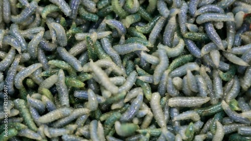 maggot worms of green color crawl and move photo