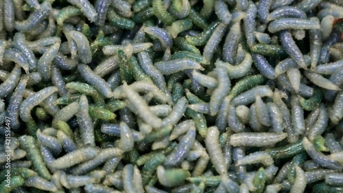 maggot worms of green color crawl and move