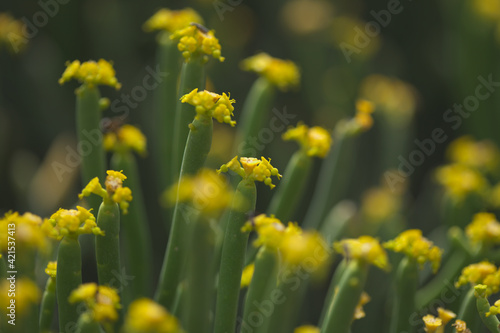 Flora of Gran Canaria - Euphorbia aphylla, leafless spurge, endemic to Canary Islands 