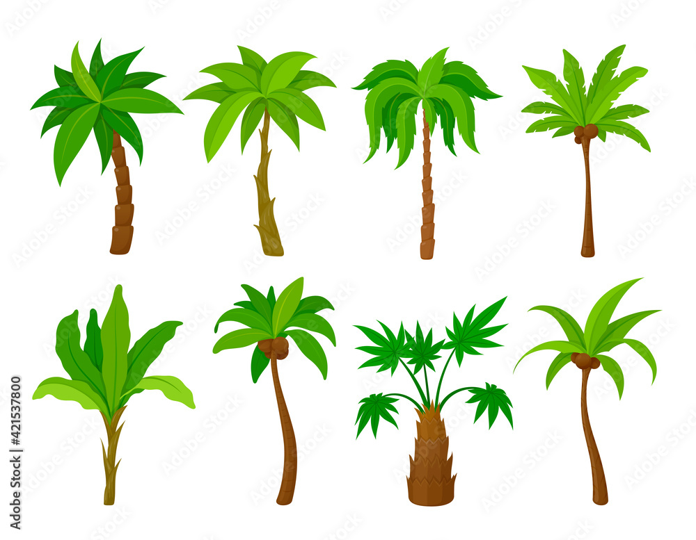 Set palm tree vector flat illustration cartoon tropical plants natural  coconut wood Stock Vector | Adobe Stock
