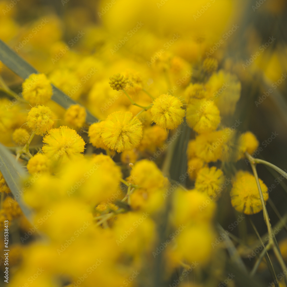 Flora of Gran Canaria - Acacia saligna, golden wreath wattle, introduced and invasive species, natural macro floral background
Flora of Gran Canaria - Acacia saligna, golden wreath wattle, introduced and invasive species, natural macro floral background
