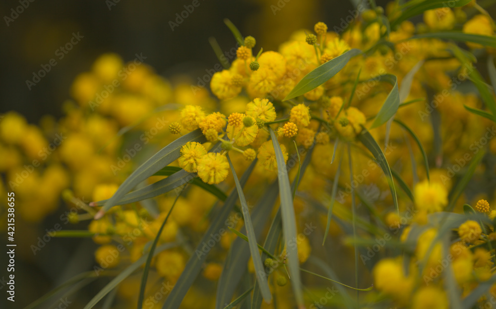 Flora of Gran Canaria - Acacia saligna, golden wreath wattle, introduced and invasive species, natural macro floral background
Flora of Gran Canaria - Acacia saligna, golden wreath wattle, introduced and invasive species, natural macro floral background