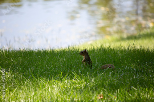 Curious Squirrel © Brandy McKnight