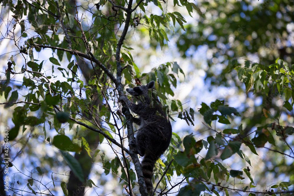Fototapeta premium Raccoon Climbing