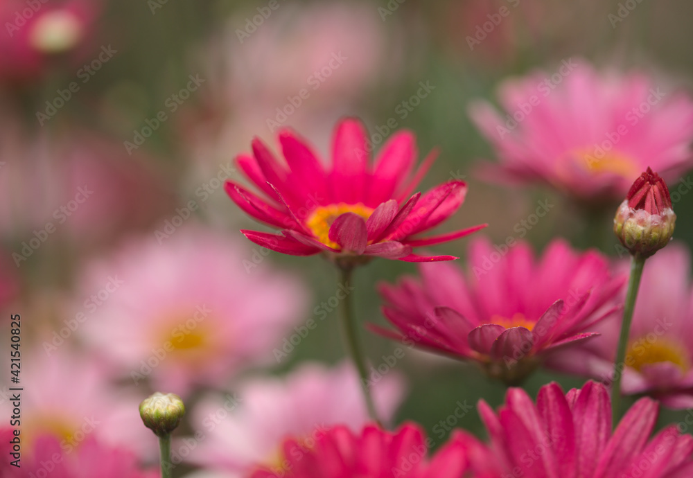 Flowers of Argyranthemum, marguerite daisy endemic to the Canary Islands, pink and yellow garden variety
