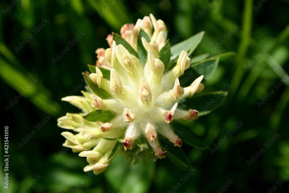 Kleeblüte in der Nahaufnahme Kleeblüte in der Nahaufnahme