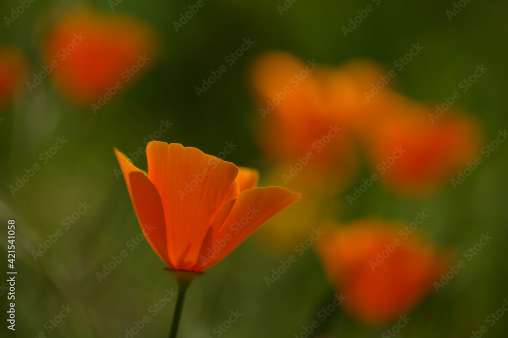 Flora of Gran Canaria - Eschscholzia californica, the California poppy, introduced and invasive species natural macro floral background
Flora of Gran Canaria - Eschscholzia californica, the California poppy, introduced and invasive species natural macro floral background