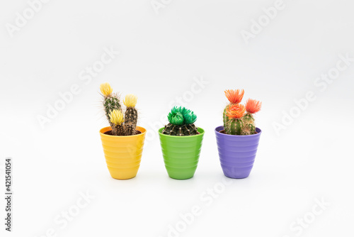 Fototapeta Naklejka Na Ścianę i Meble -  Three small cactus plants with colorful flower in colorful pot isolated over white background with copy space.